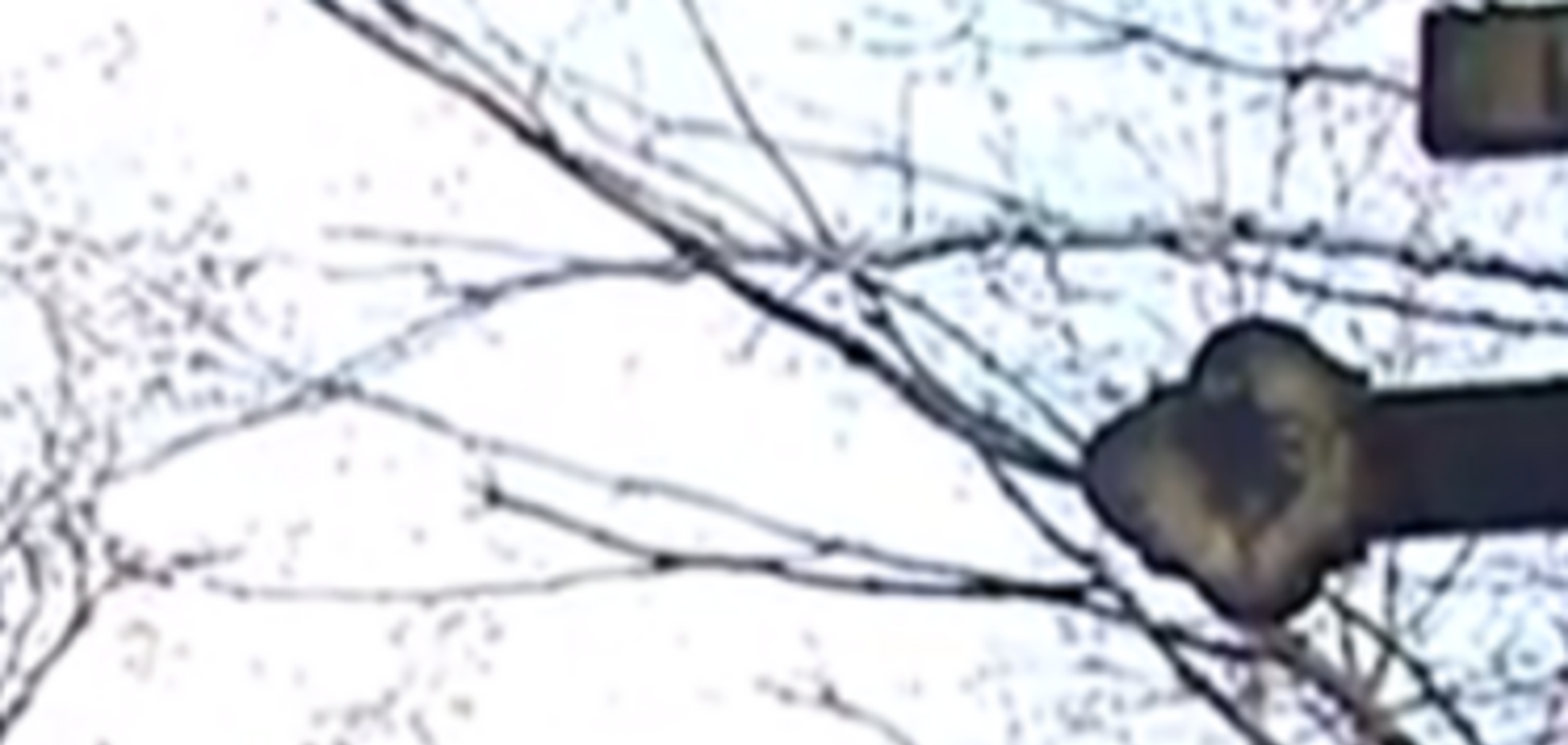 В Запорожье вандалы сожгли венки, крест и фото погибшего бойца АТО