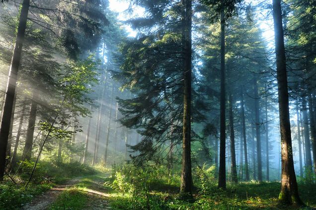 Про дерибан українського лісу наліво і направо