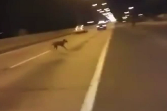 Собака-телепорт покорила Интернет: опубликовано видео