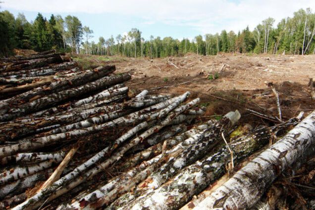 Томенко: законопроект про введення мораторію на продаж лісу зняли за хабар