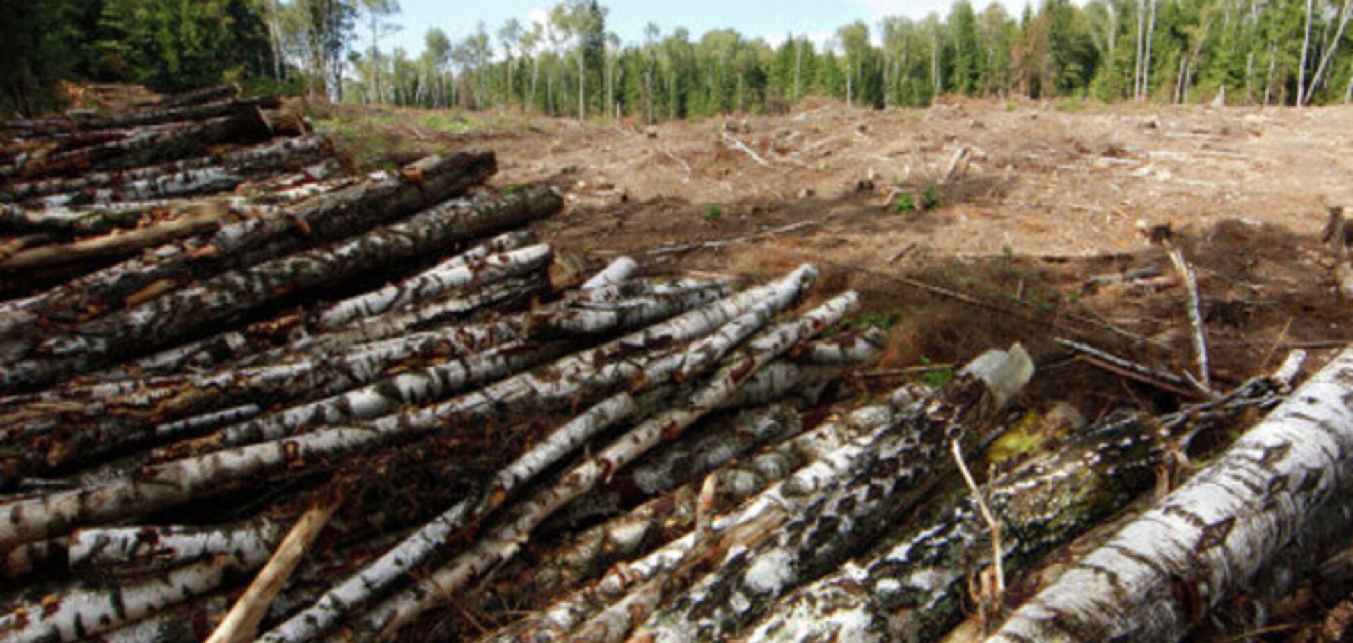 Томенко: законопроект о введении моратория на продажу леса сняли за взятку