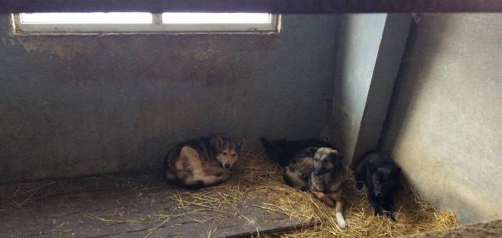 Собак из 'концлагеря' под Киевом раздадут желающим