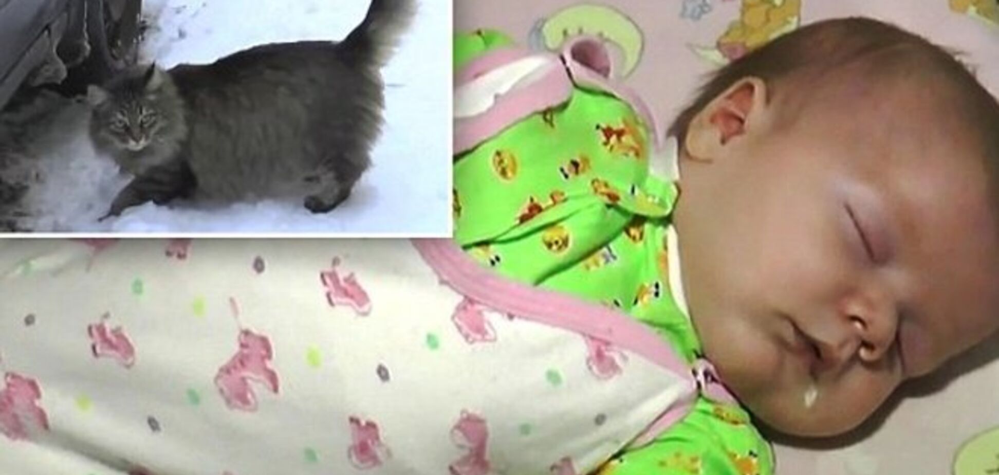Кошка из России, которая согрела на морозе брошенного младенца, стала мировой звездой
