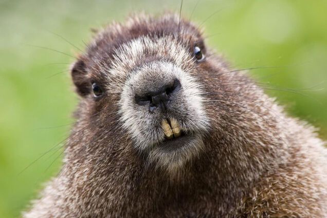 Чудо природы: в Киев переселяются бобры