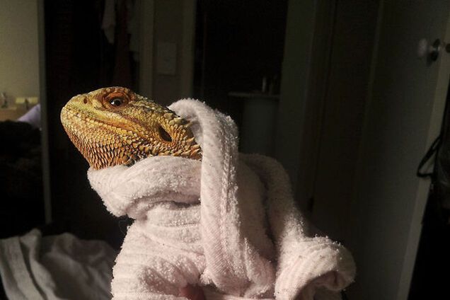 Врожденная модель – ящерица очень любит позировать перед камерой