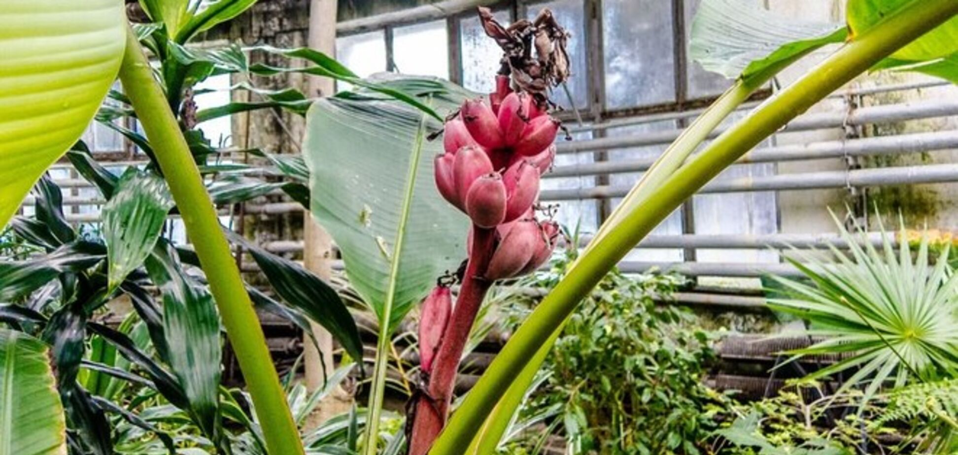 Опубликованы фото из оранжерей киевского ботсада: что можно увидеть посреди зимы