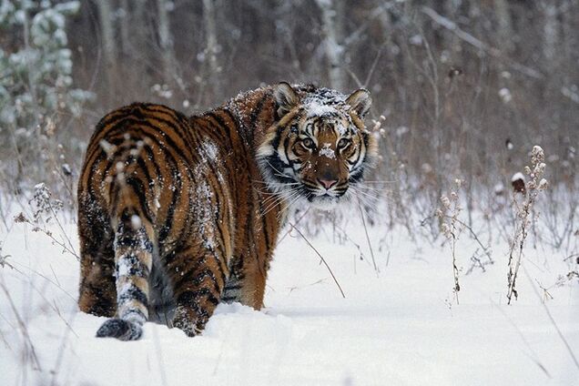 В России амурским тиграм из-за снегопада грозит голодное вымирание
