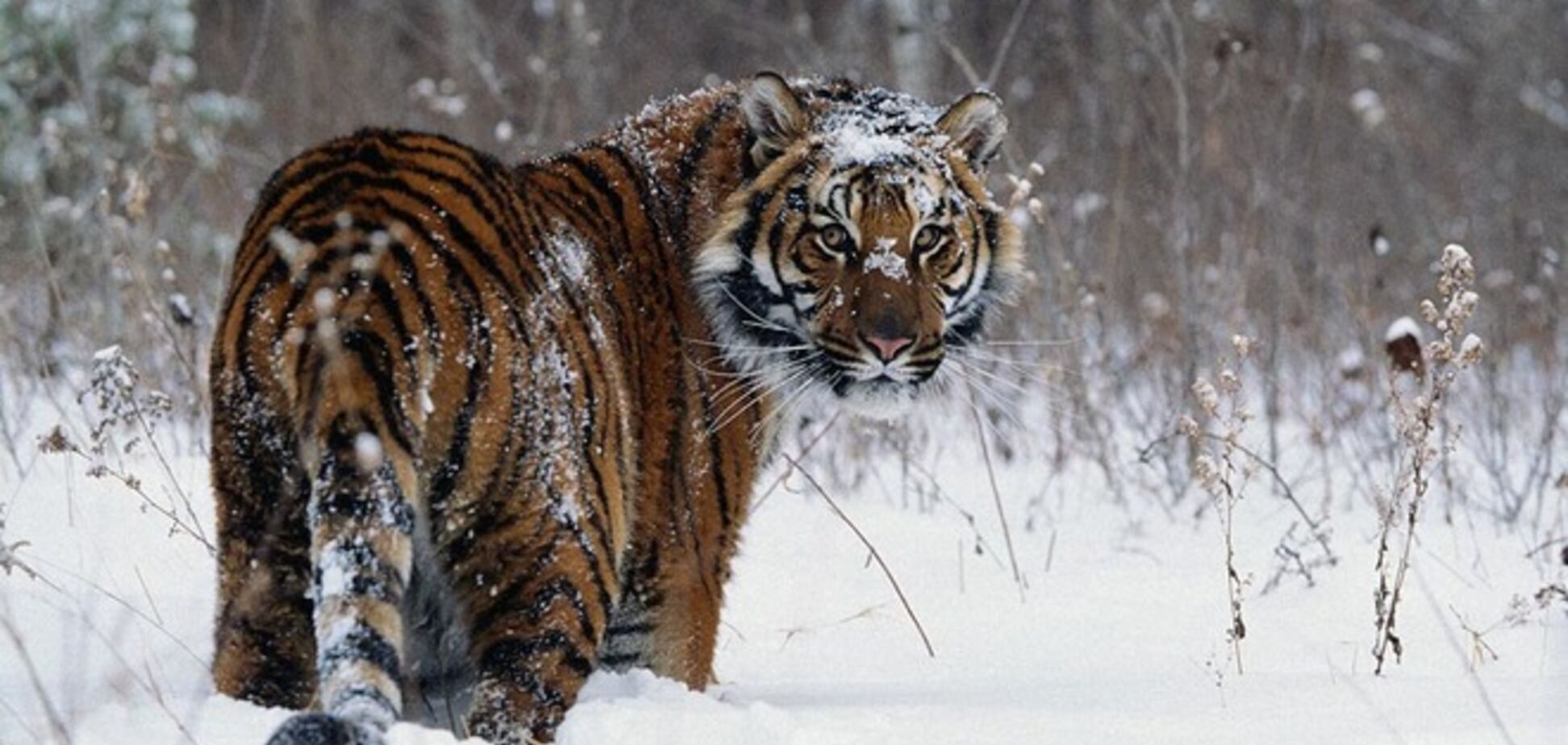 В России амурским тиграм из-за снегопада грозит голодное вымирание 