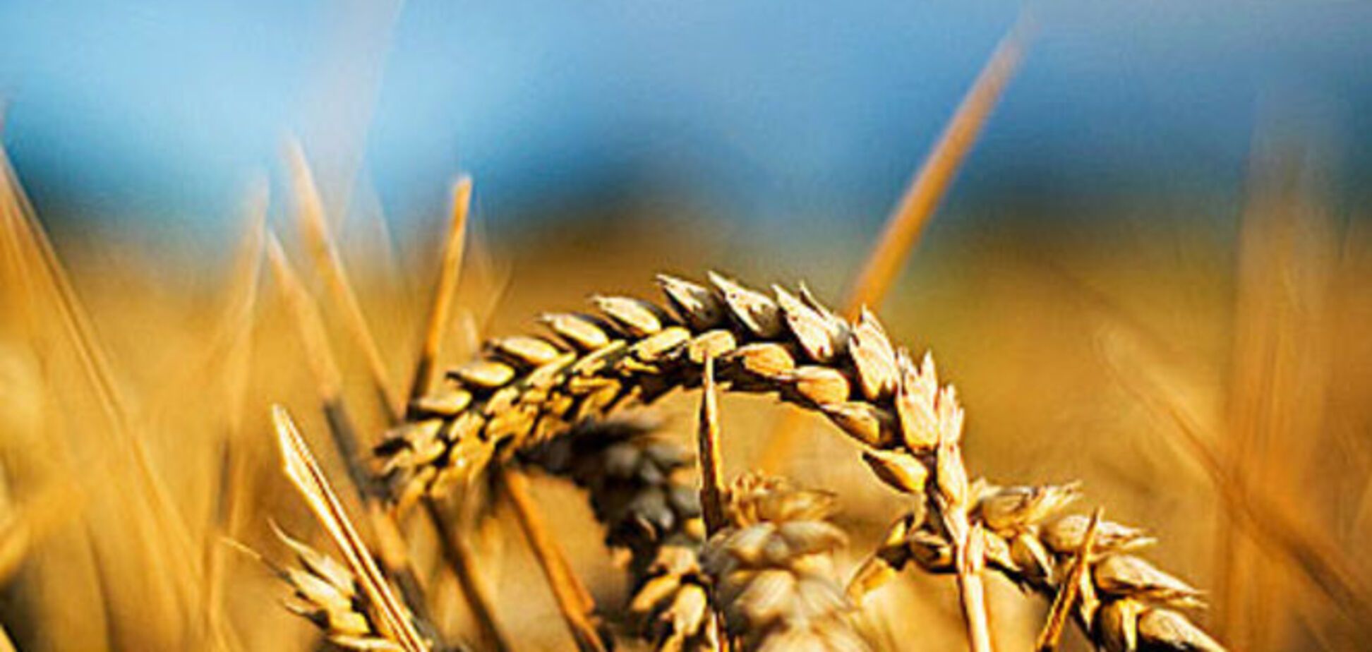 Последний бастион Украины – сельское хозяйство