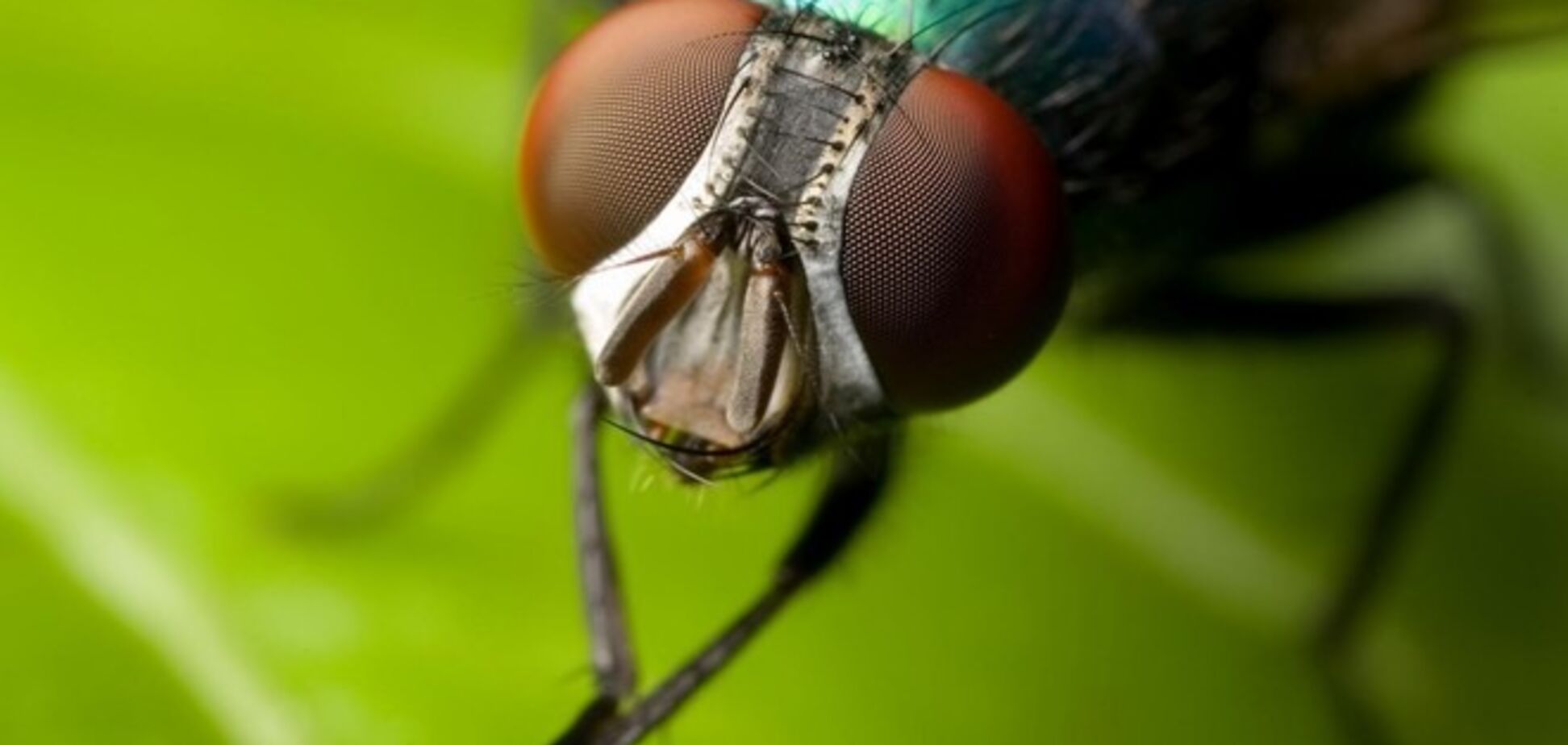 Ученые с помощью мух вдвое продлят жизнь человека