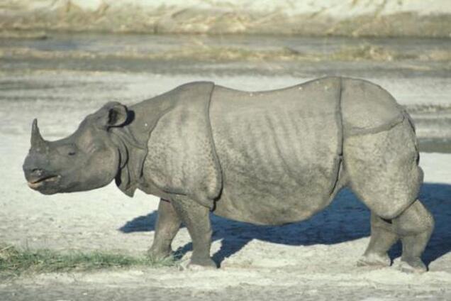 Новогоднее сафари: в Израиле носороги сбежали из зоопарка 