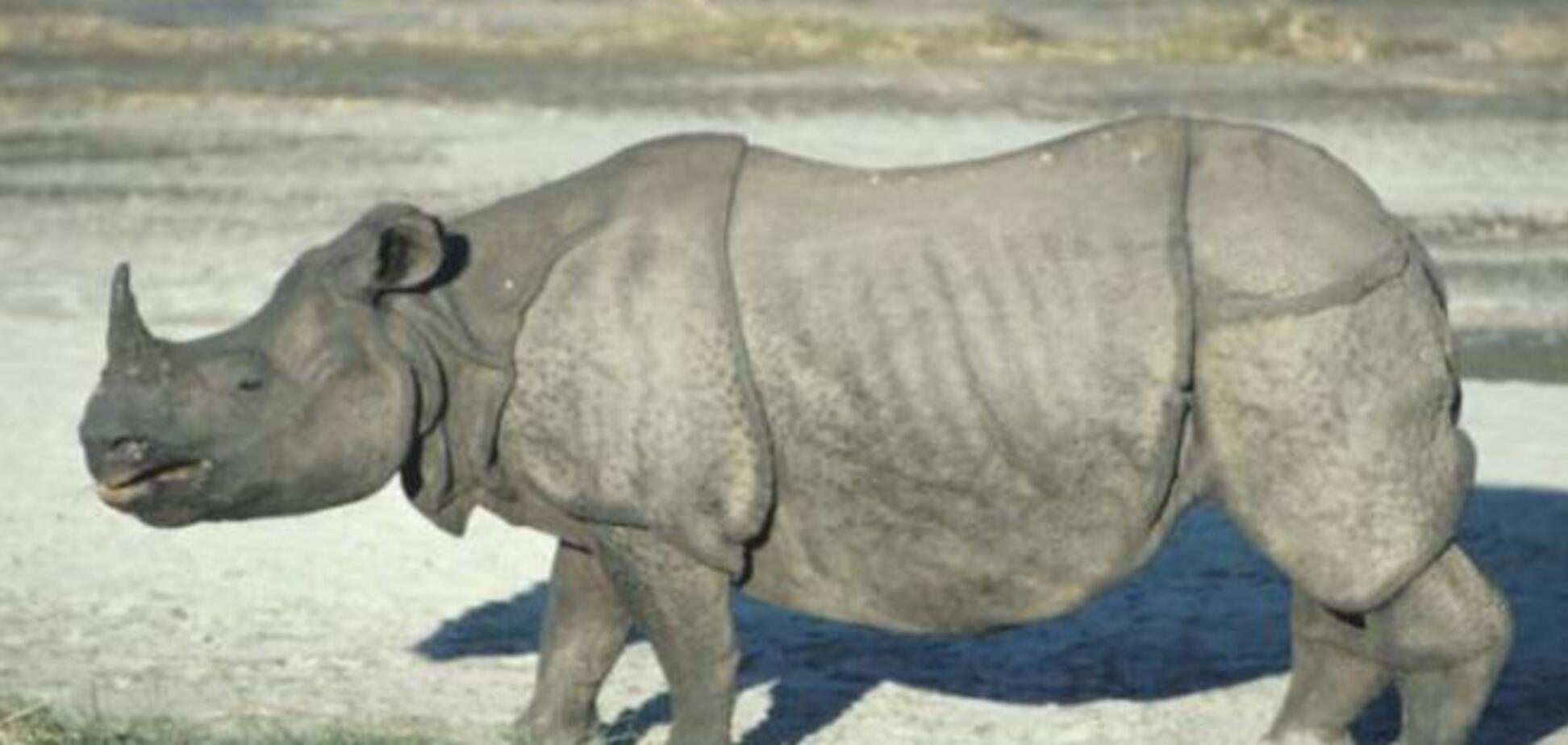 Новогоднее сафари: в Израиле носороги сбежали из зоопарка 