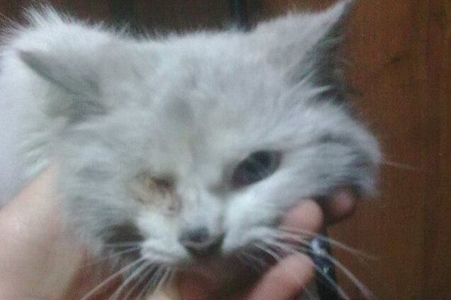 Четырехлапый беженец: на поезде с донецким углем в Прикарпатье приехал кот