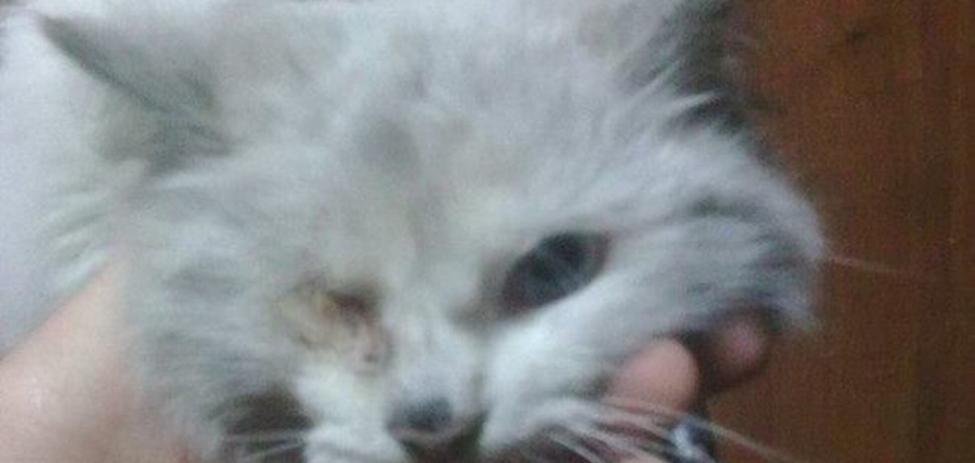 Четырехлапый беженец: на поезде с донецким углем в Прикарпатье приехал кот