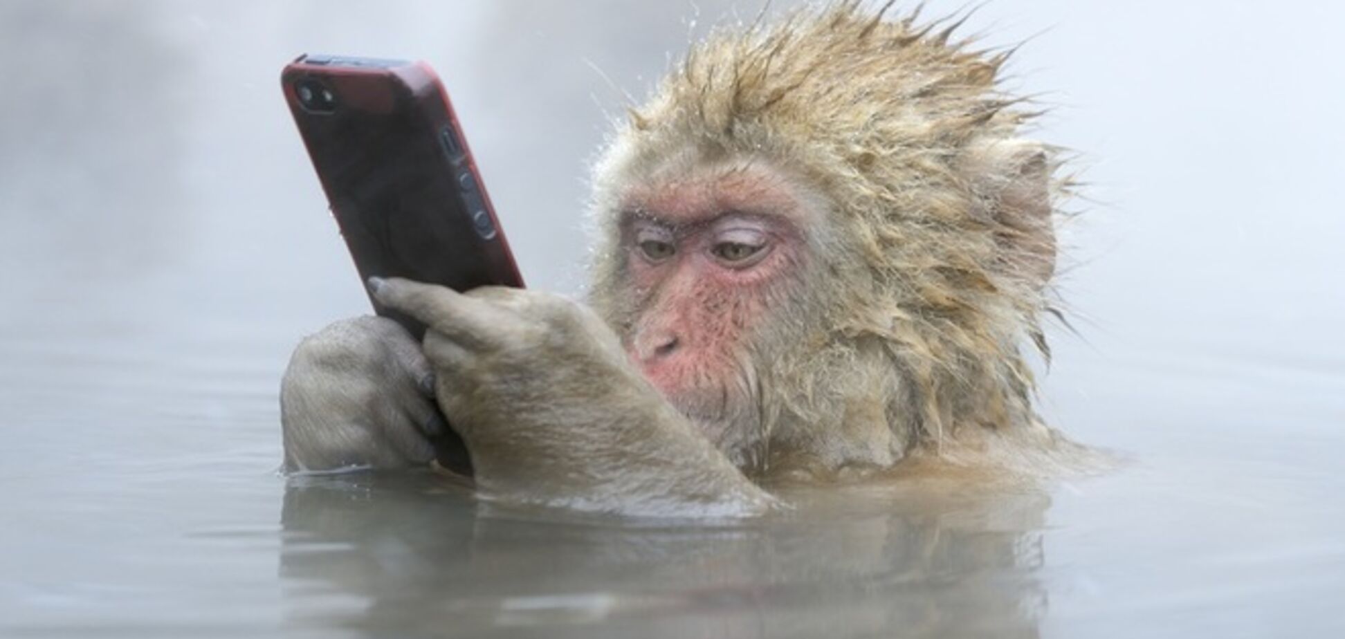 Опубликованы изумительные фотографии дикой природы