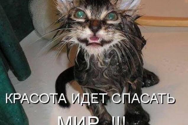 Красота идет спасать мир. Опубликована подборка смешных картинок