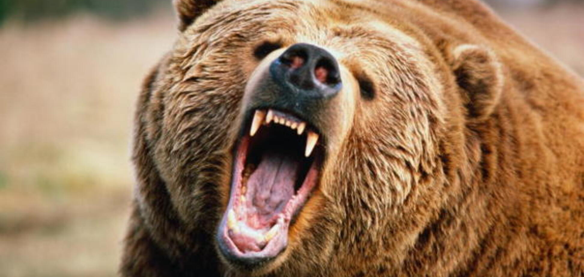 В США погибли медведи, съев 45 килограммов шоколада и пончиков