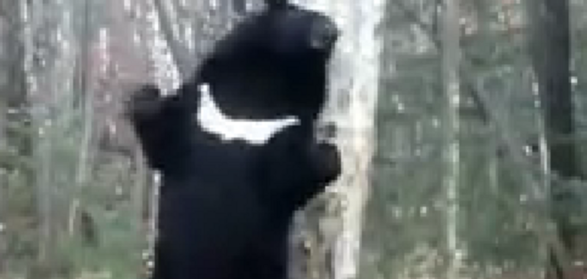 В национальном парке подсмотрели и засняли на видео невероятный 'танец' медведя-'почесуна'