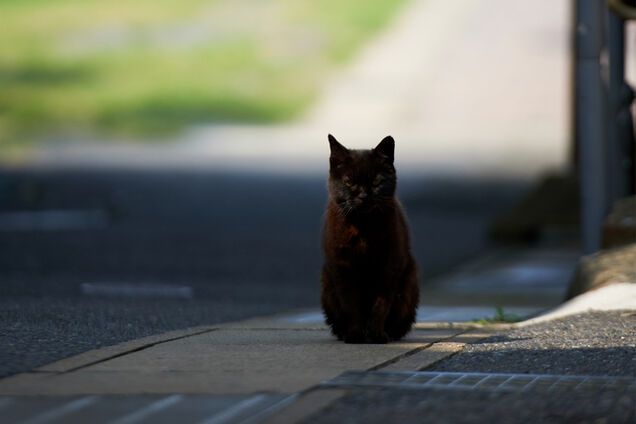 Суеверия в спорте: говорят, вам повезет, если черный кот дорогу перейдет. Часть 1
