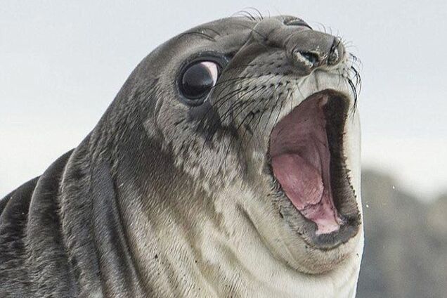 Охраняя территорию, пингвин укусил огромного тюленя за 'пятую точку'