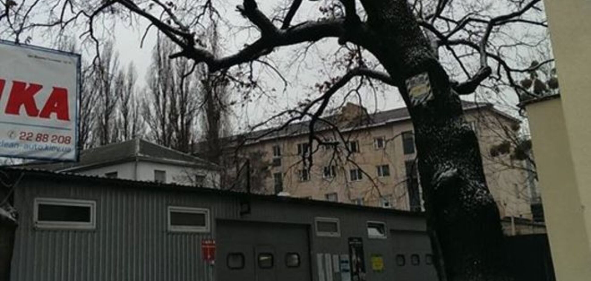 В Киеве автомойка уничтожает дуб-долгожитель: фотофакт