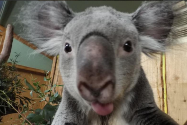 Умилительные селфи пингвина и коалы произвели фурор в сети