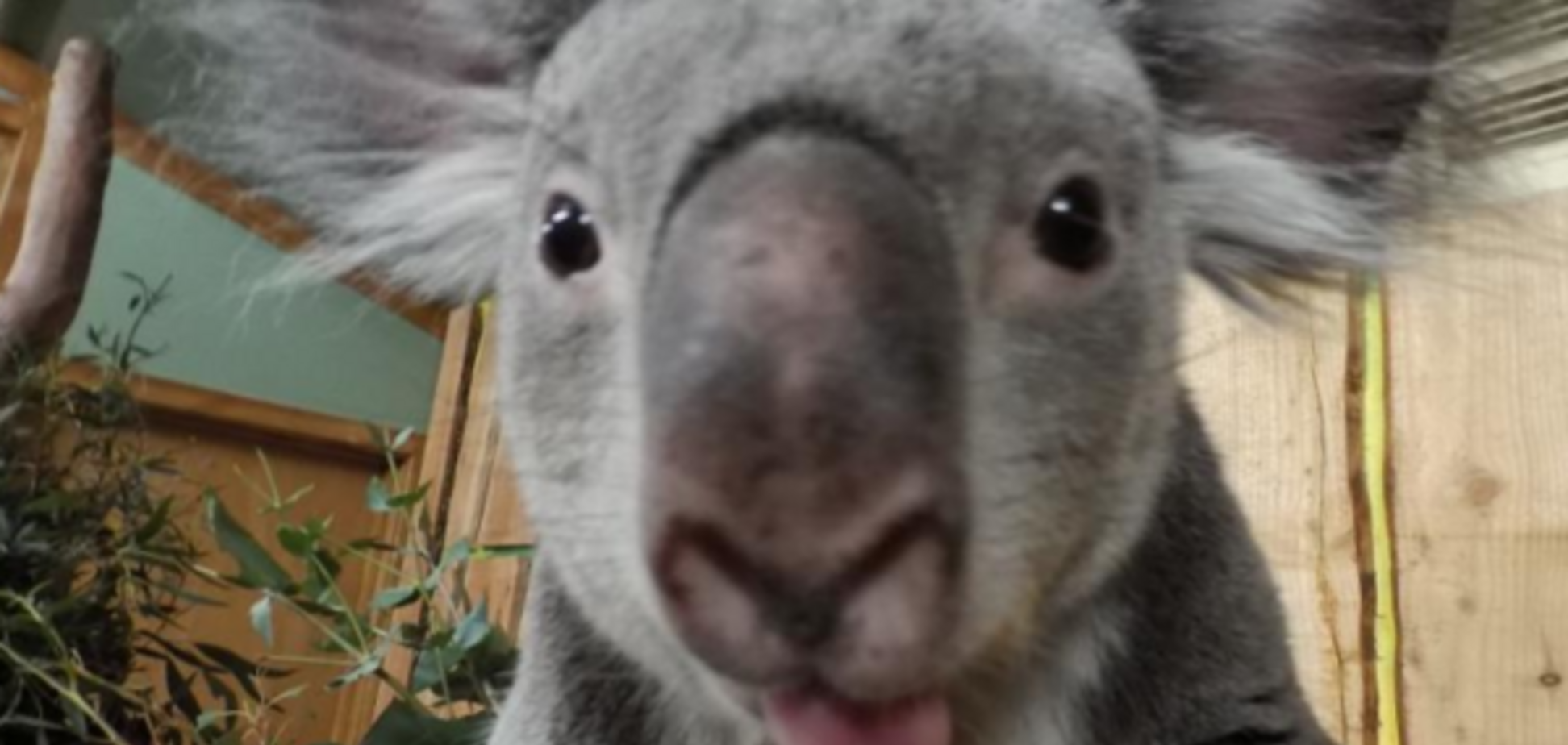 Зворушливі Селфі пінгвіна і коали викликали фурор в мережі