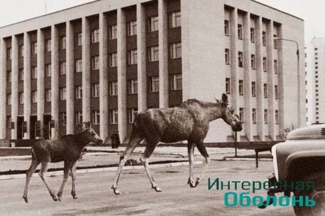 Старожилы киевской Оболони вспоминают, как по району ходили лоси