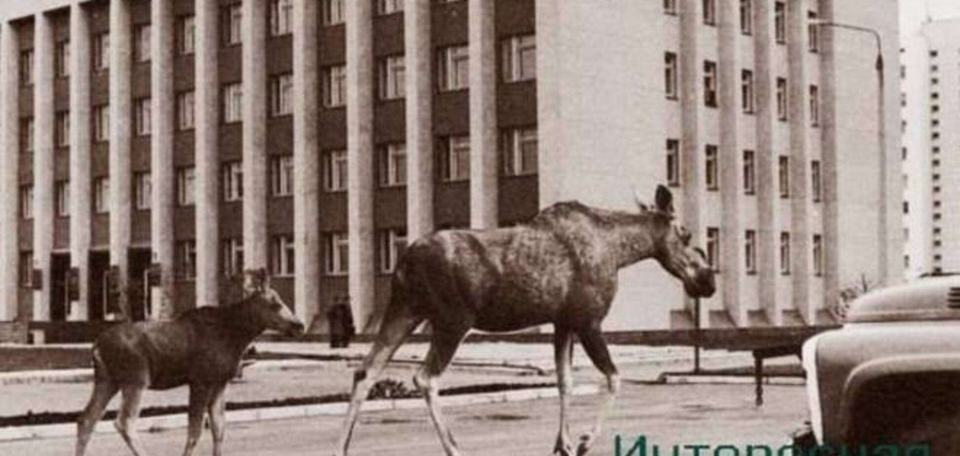 Старожилы киевской Оболони вспоминают, как по району ходили лоси