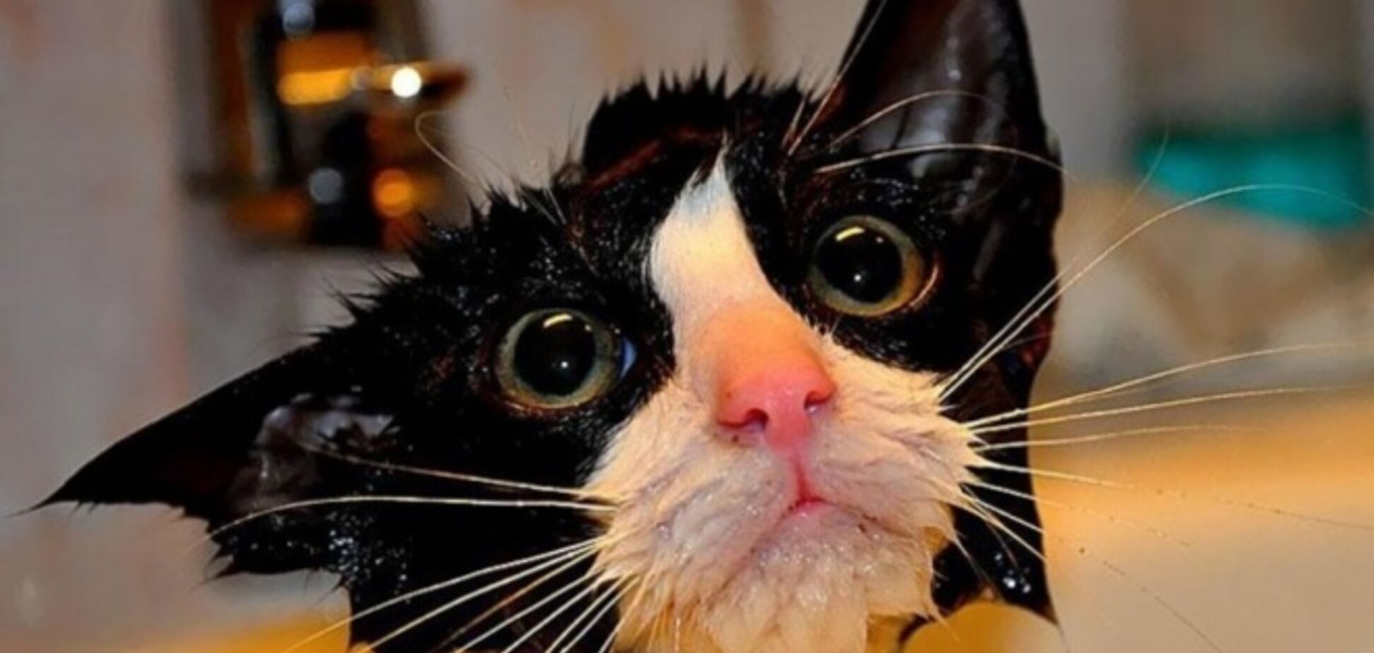 Фотографии кошечек, которые мечтают о том, чтобы принять душ