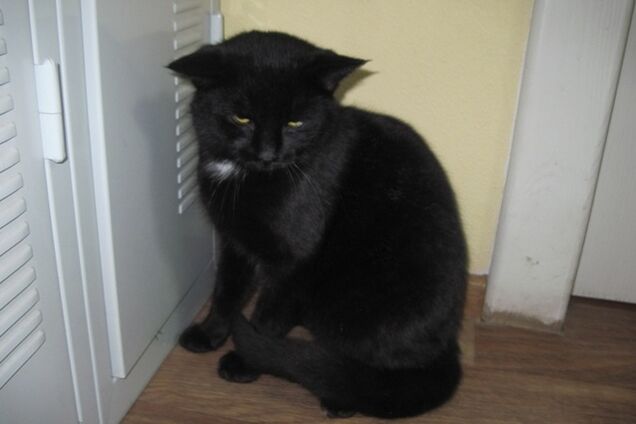 В Харькове котенок съел колбасных деликатесов на 6000 гривен