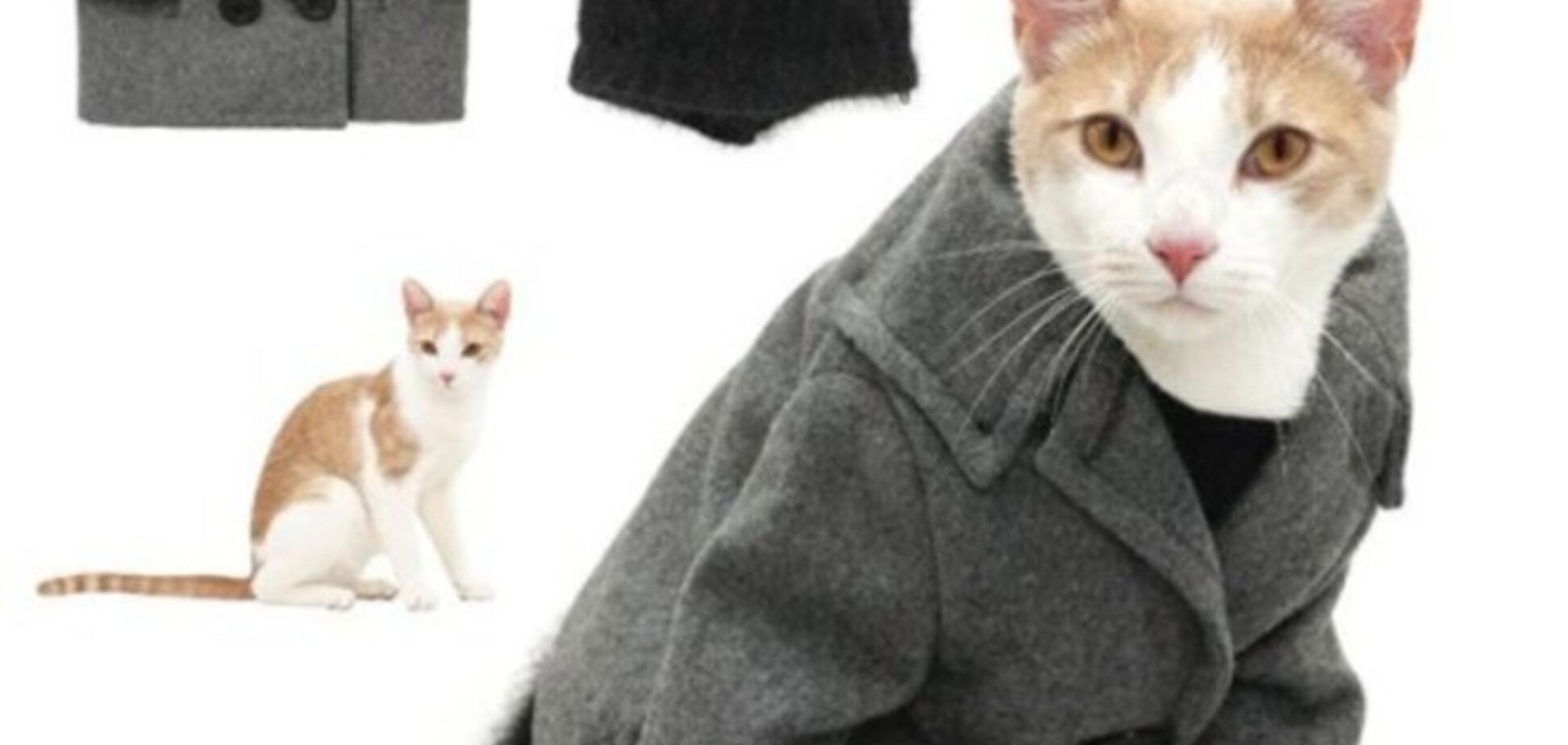 20 самых стильных котов со всего мира