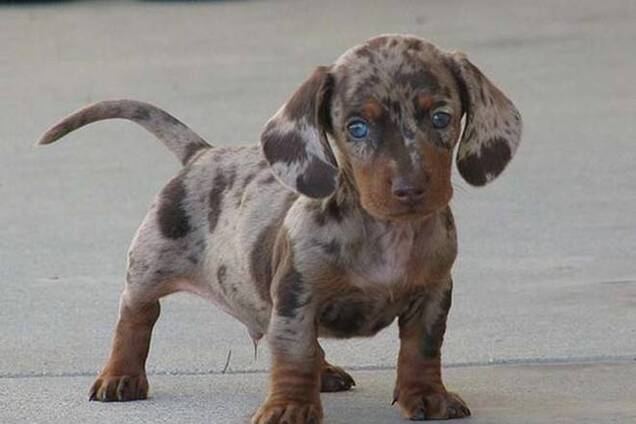  22 породы очаровательных собак, о существовании которых вы даже не подозревали