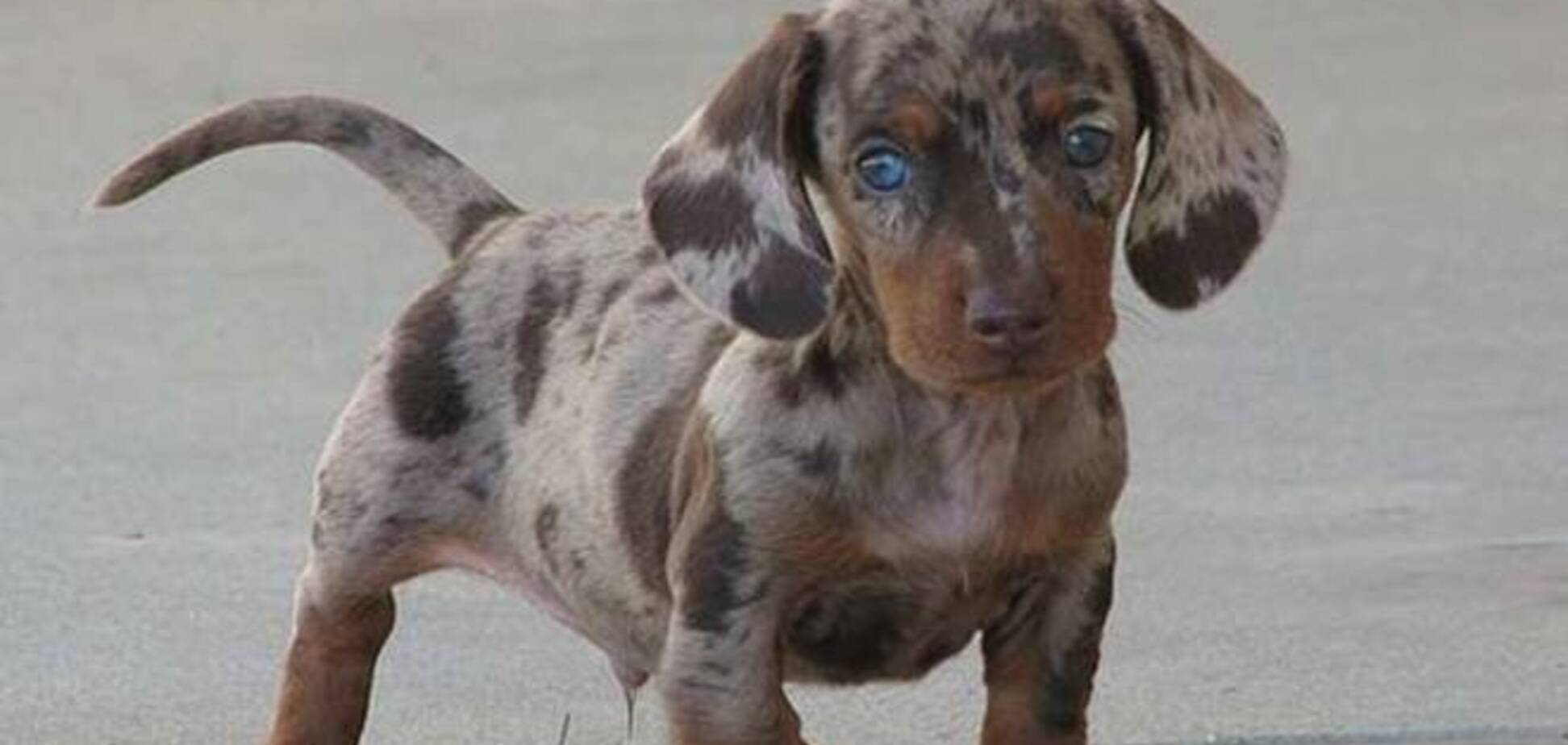 22 породы очаровательных собак, о существовании которых вы даже не подозревали