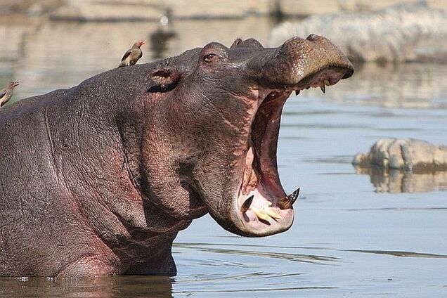 Биологов шокировали бегемоты-каннибалы: опубликовано видео