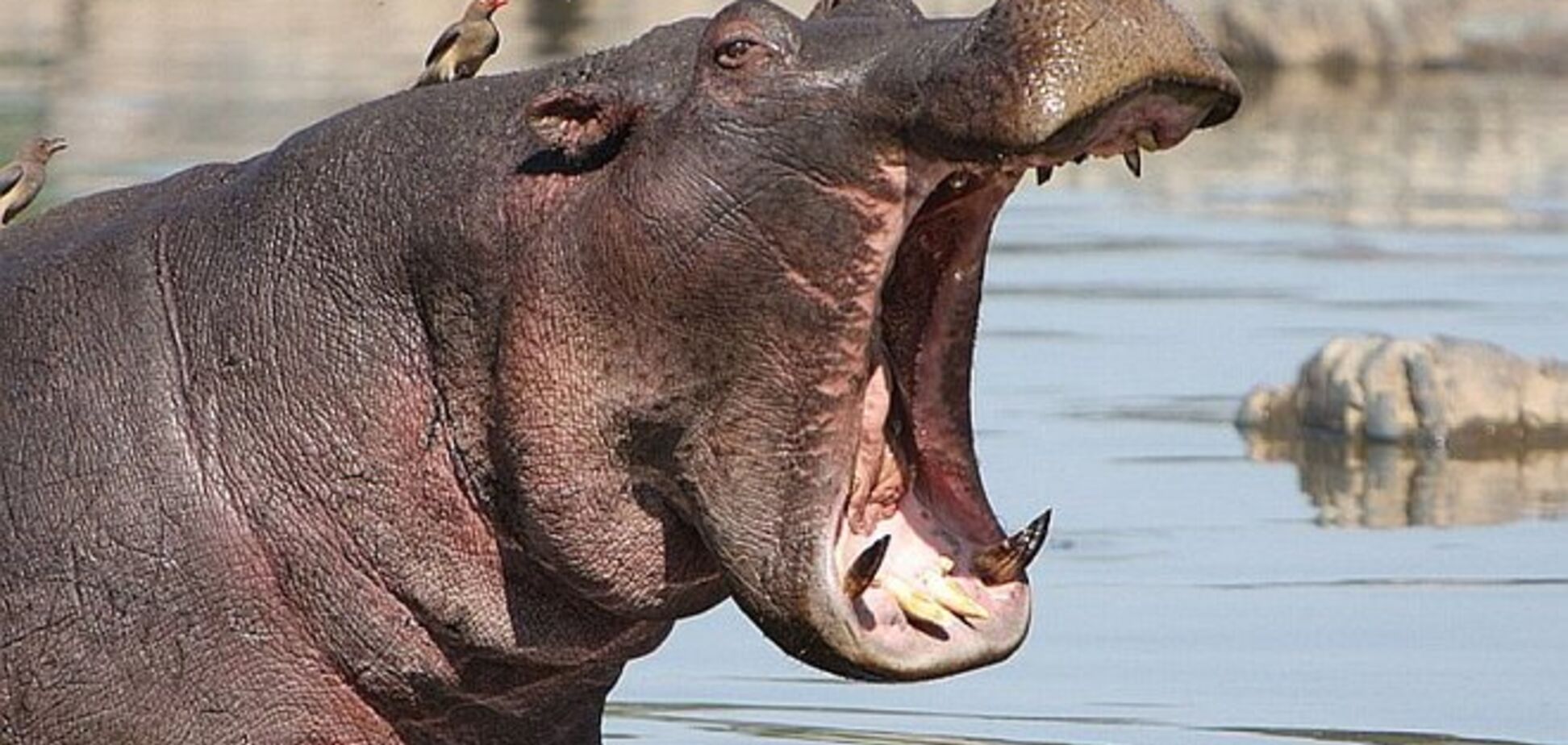Биологов шокировали бегемоты-каннибалы: опубликовано видео