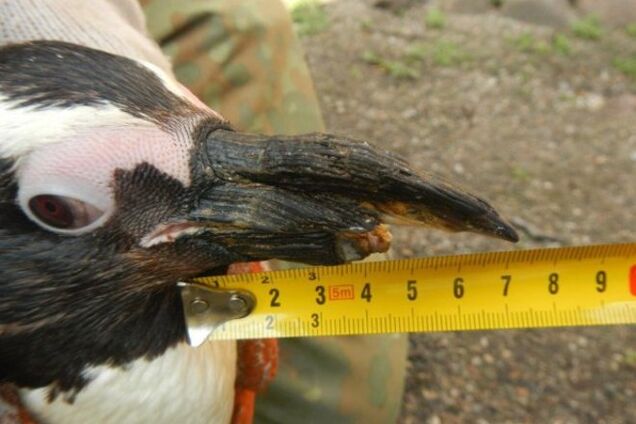 В польском зоопарке пингвину впервые установили протез клюва