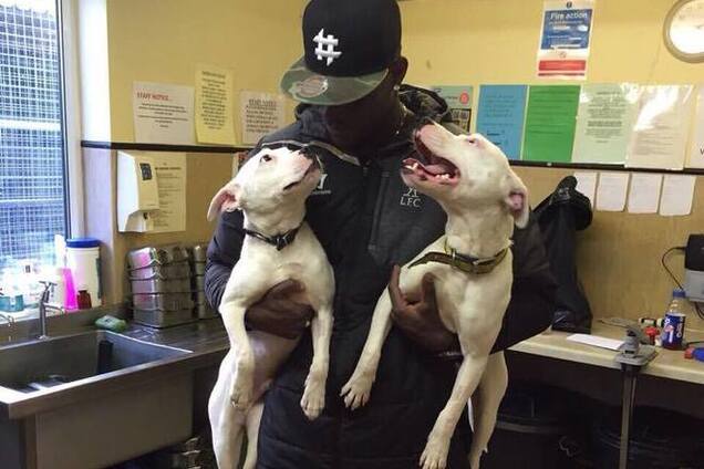 Скандалист Балотелли приютил двух бультерьеров