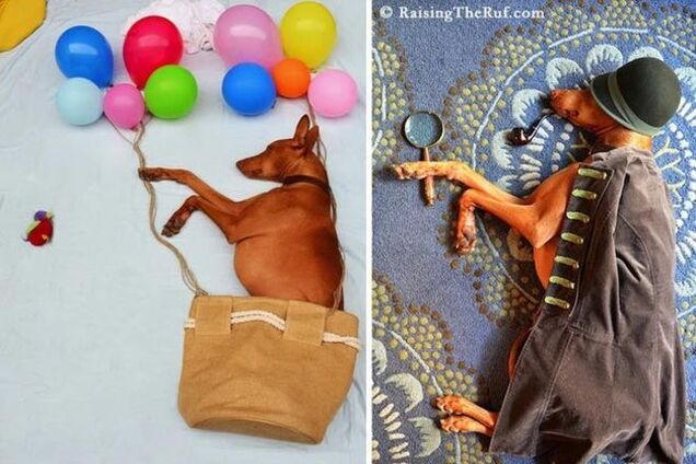 Смешные фото собаки, которая путешествует во сне