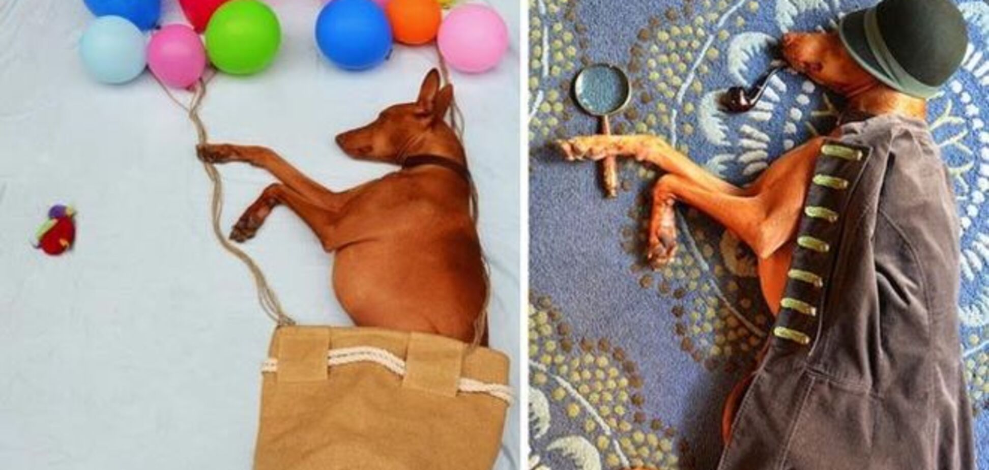 Смешные фото собаки, которая путешествует во сне