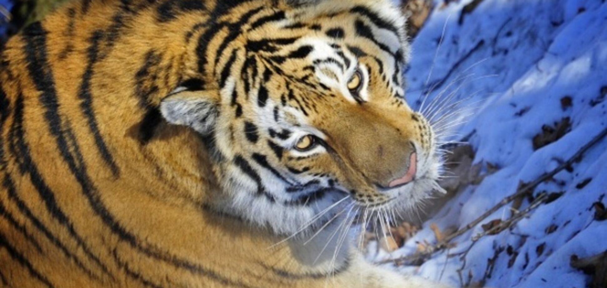 У Росії вирішили поставити на облік усіх амурських тигрів 