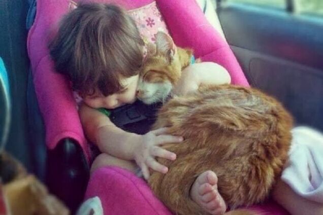 18 доказательств, что коты - многогранные личности