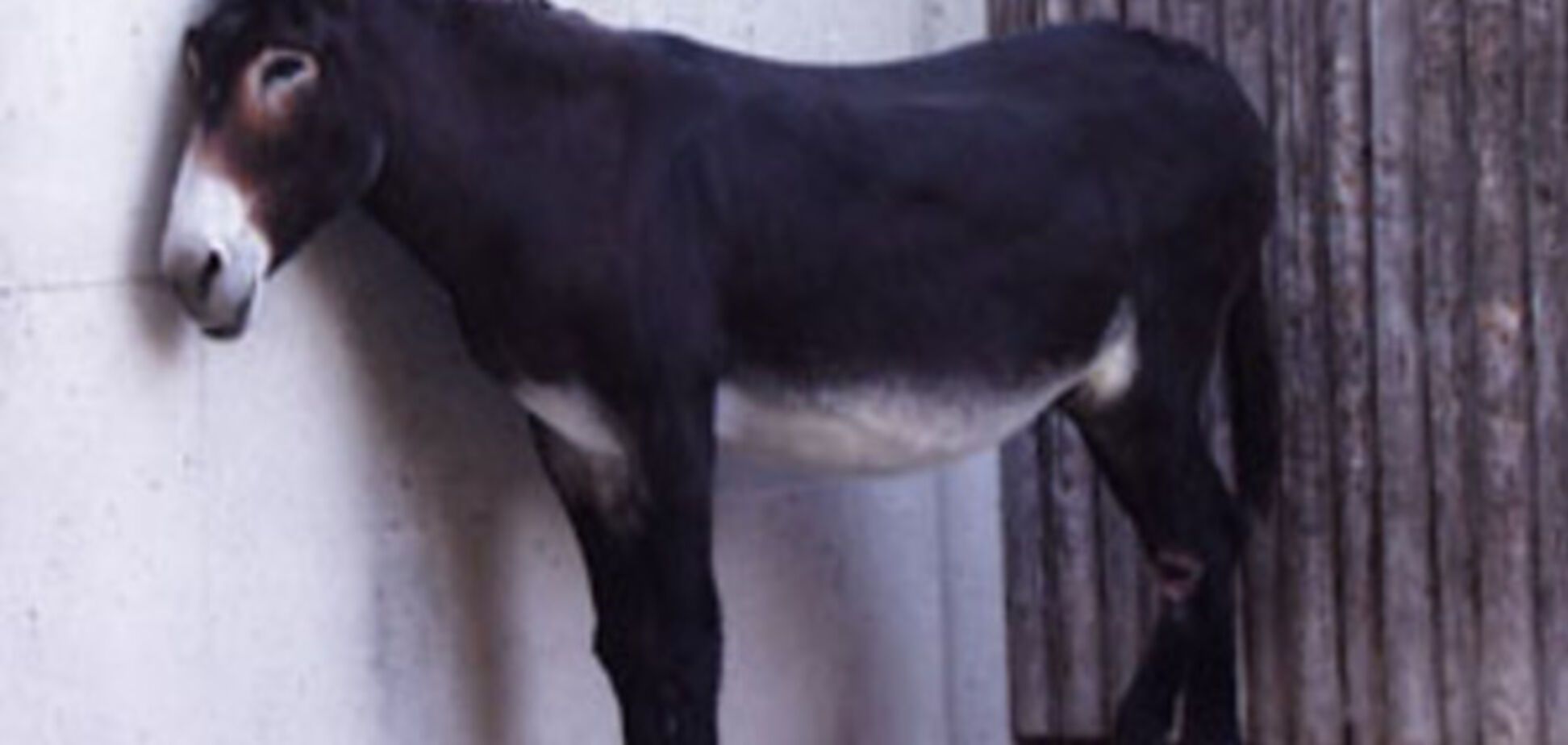 Мы же дети войны, мы такое пережили, что это точно переживем