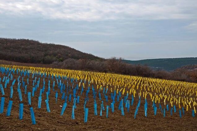 В окупованому Криму фермер зробив синьо-жовте поле за допомогою пакетів і саджанців: фотофакт