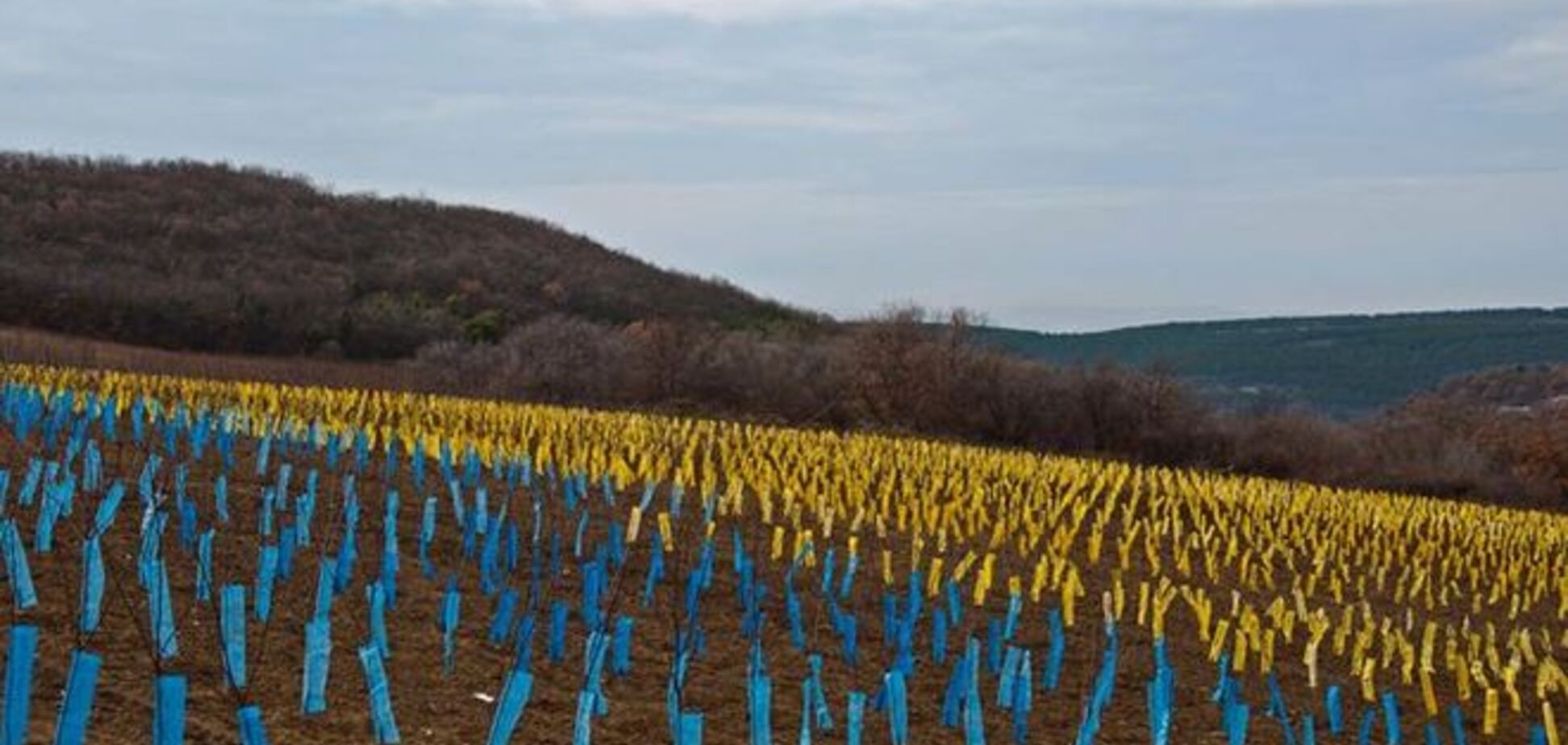В окупованому Криму фермер зробив синьо-жовте поле за допомогою пакетів і саджанців: фотофакт