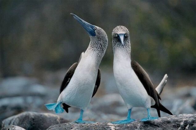 Правила жизни голубоногих олуш – самых смешных и милых птиц в мире