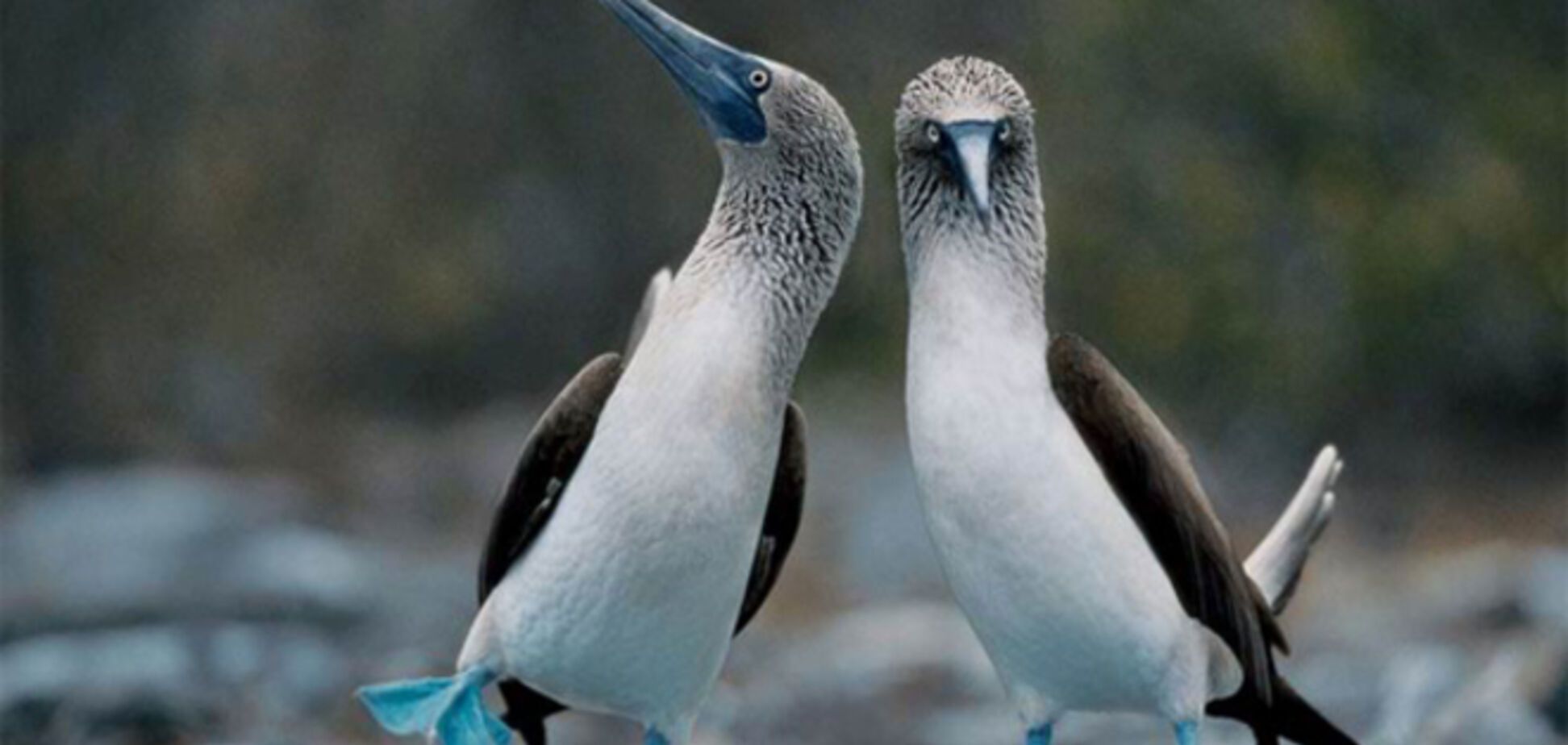 Правила жизни голубоногих олуш – самых смешных и милых птиц в мире