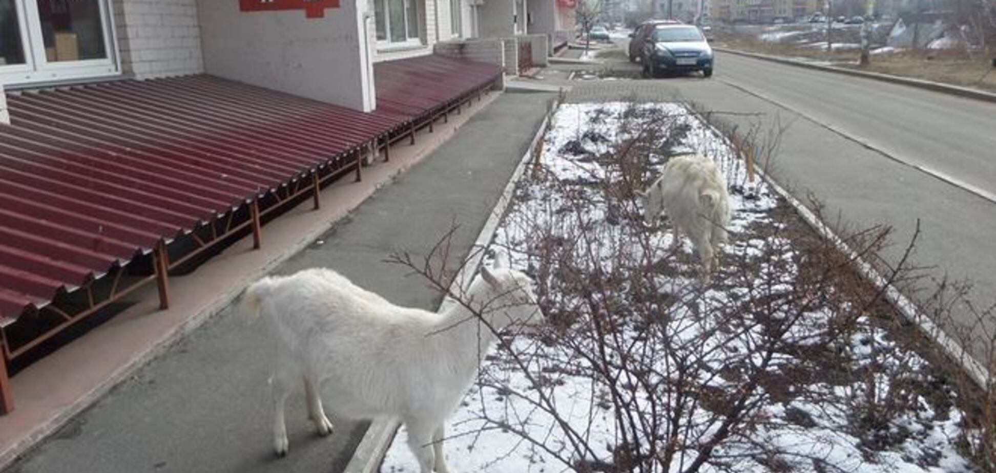 В Киеве среди многоэтажек ходят козы: фотофакт