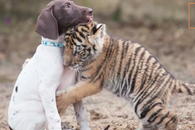 В ЮАР бенгальский тигренок и щенок стали лучшими друзьями: видеофакт