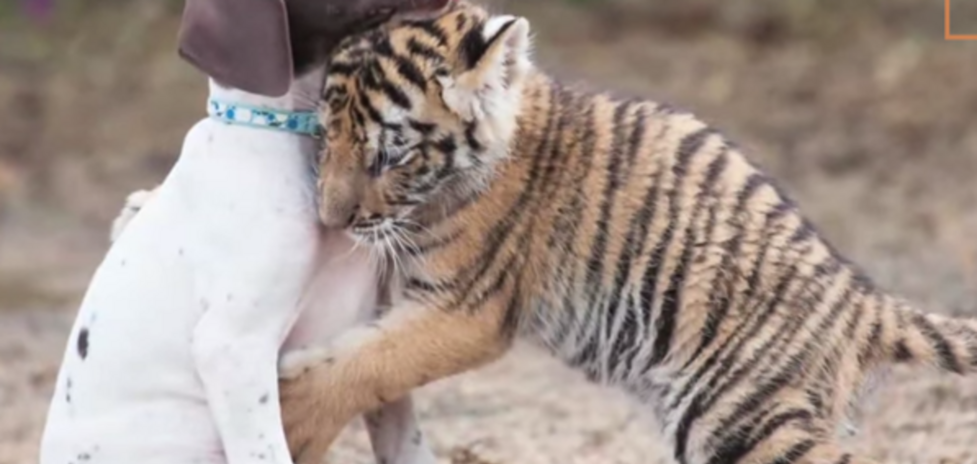 В ЮАР бенгальский тигренок и щенок стали лучшими друзьями: видеофакт